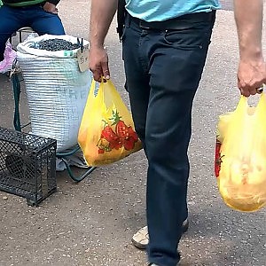 Смышленый голубь